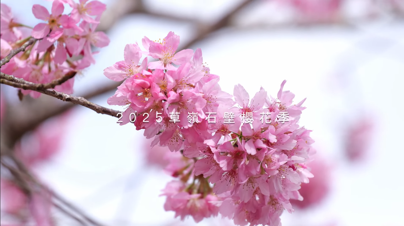 影片:2025草嶺櫻花季-美人谷萬株櫻花齊放美不勝收