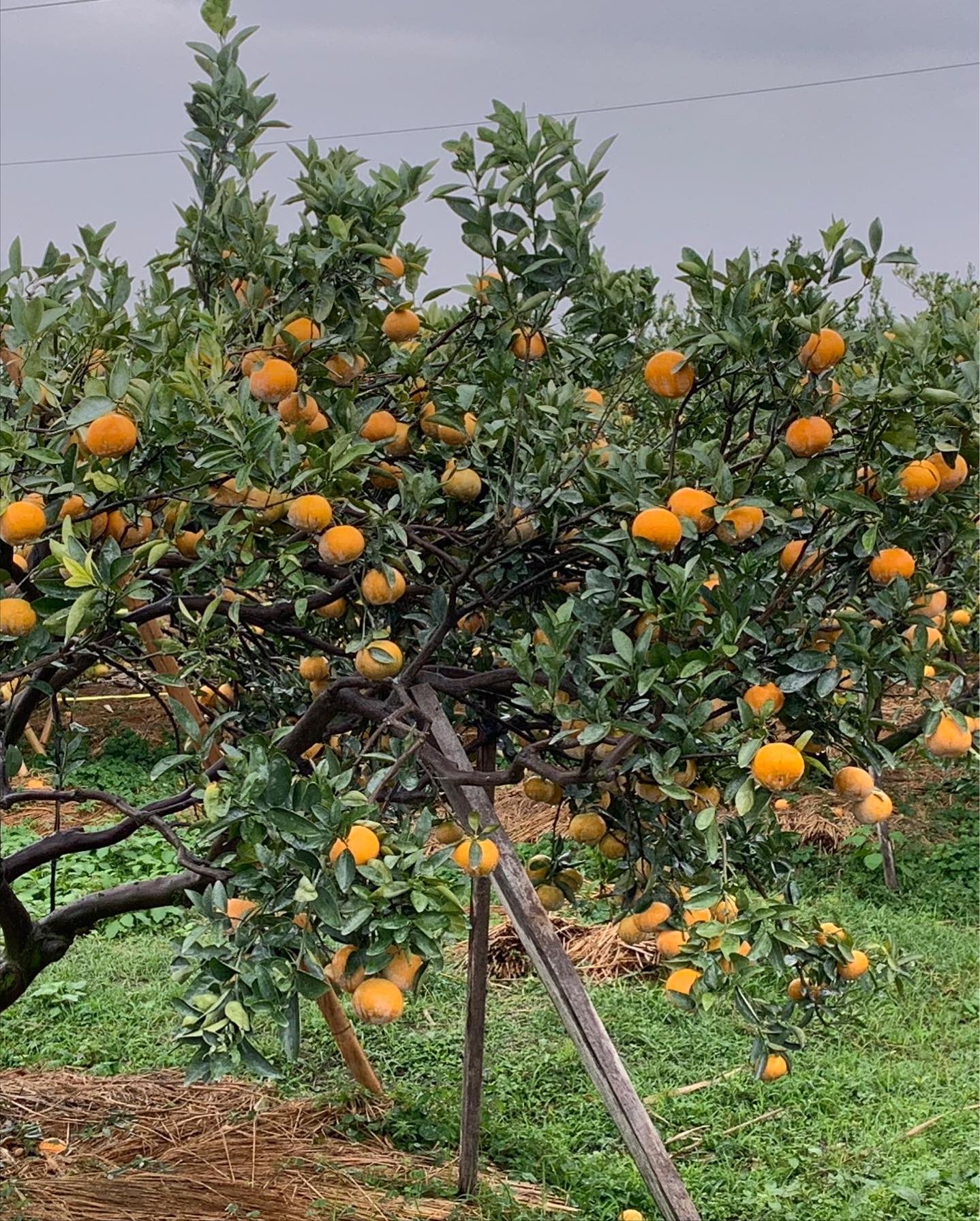  橙色農作休閒果園