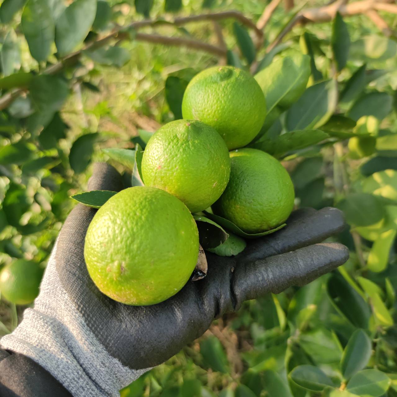 老菸樓檸檬咖啡