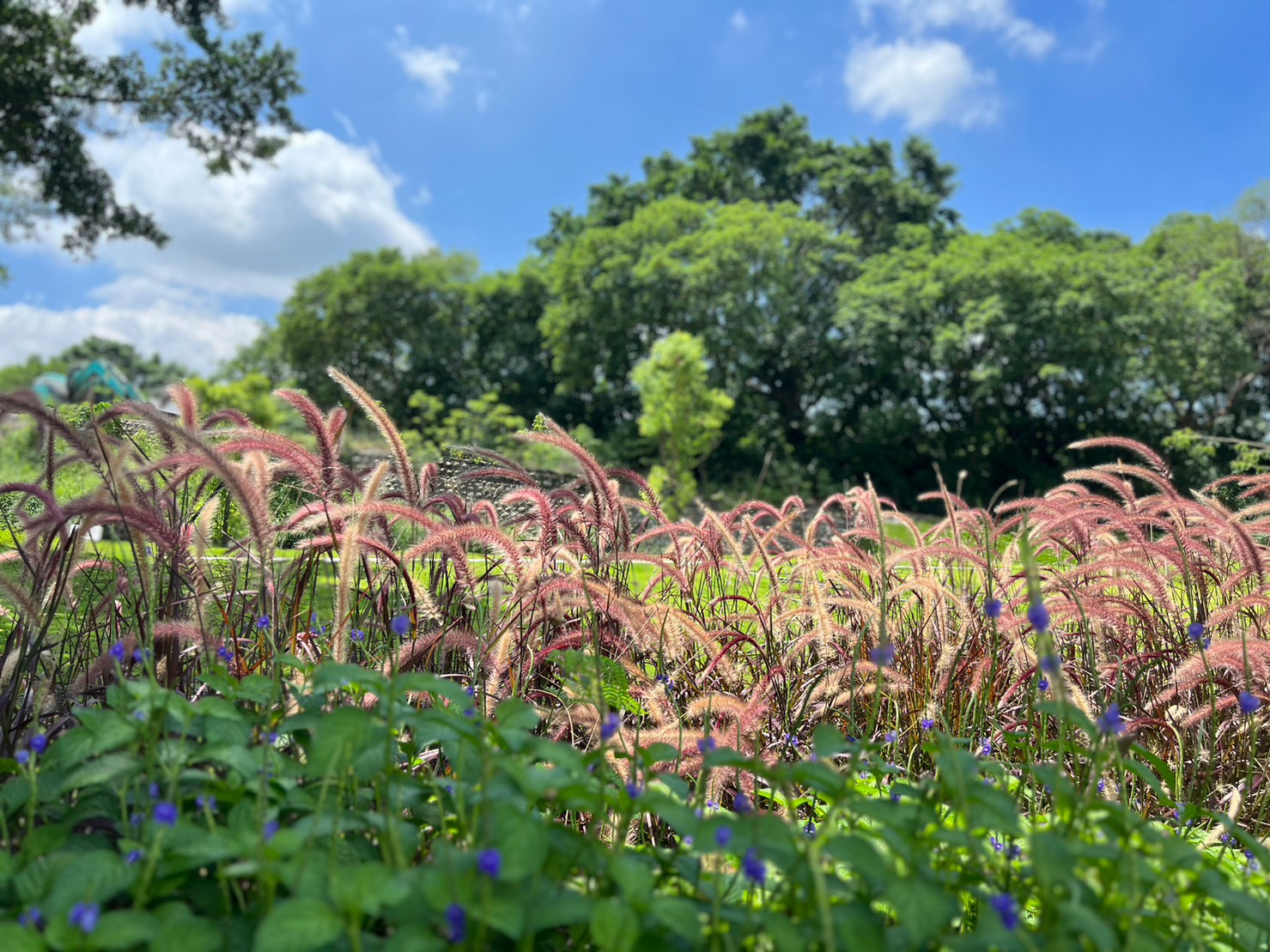 森活武樹公園