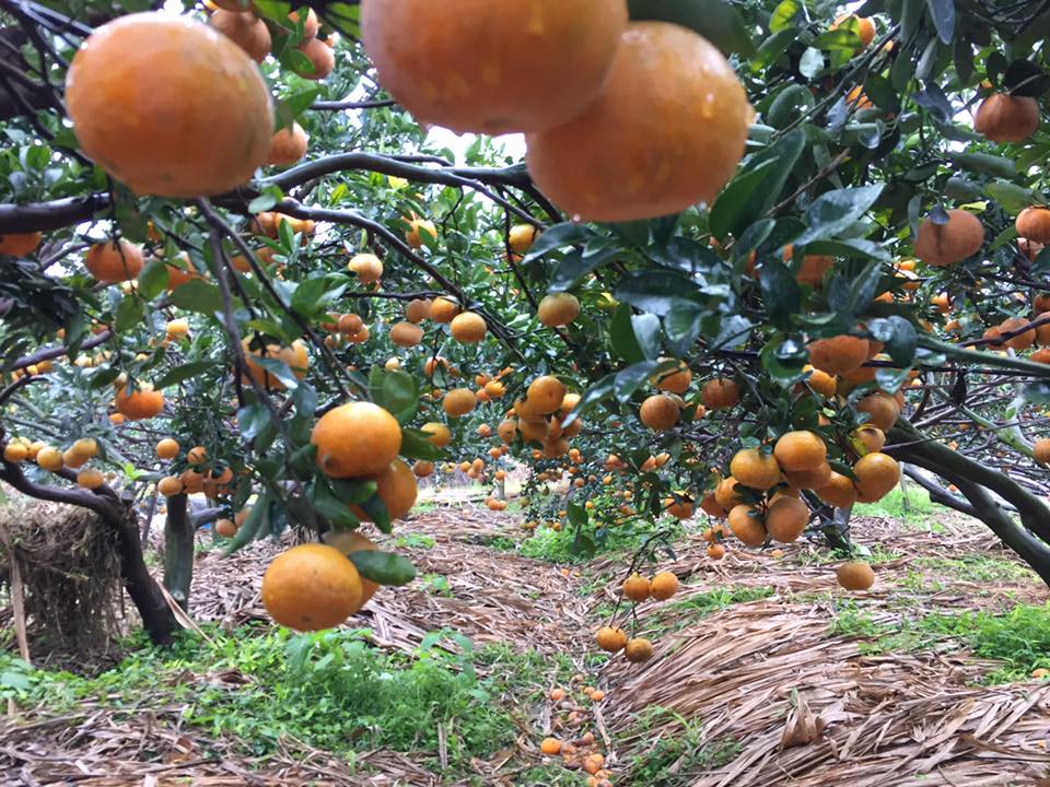 橙色農作